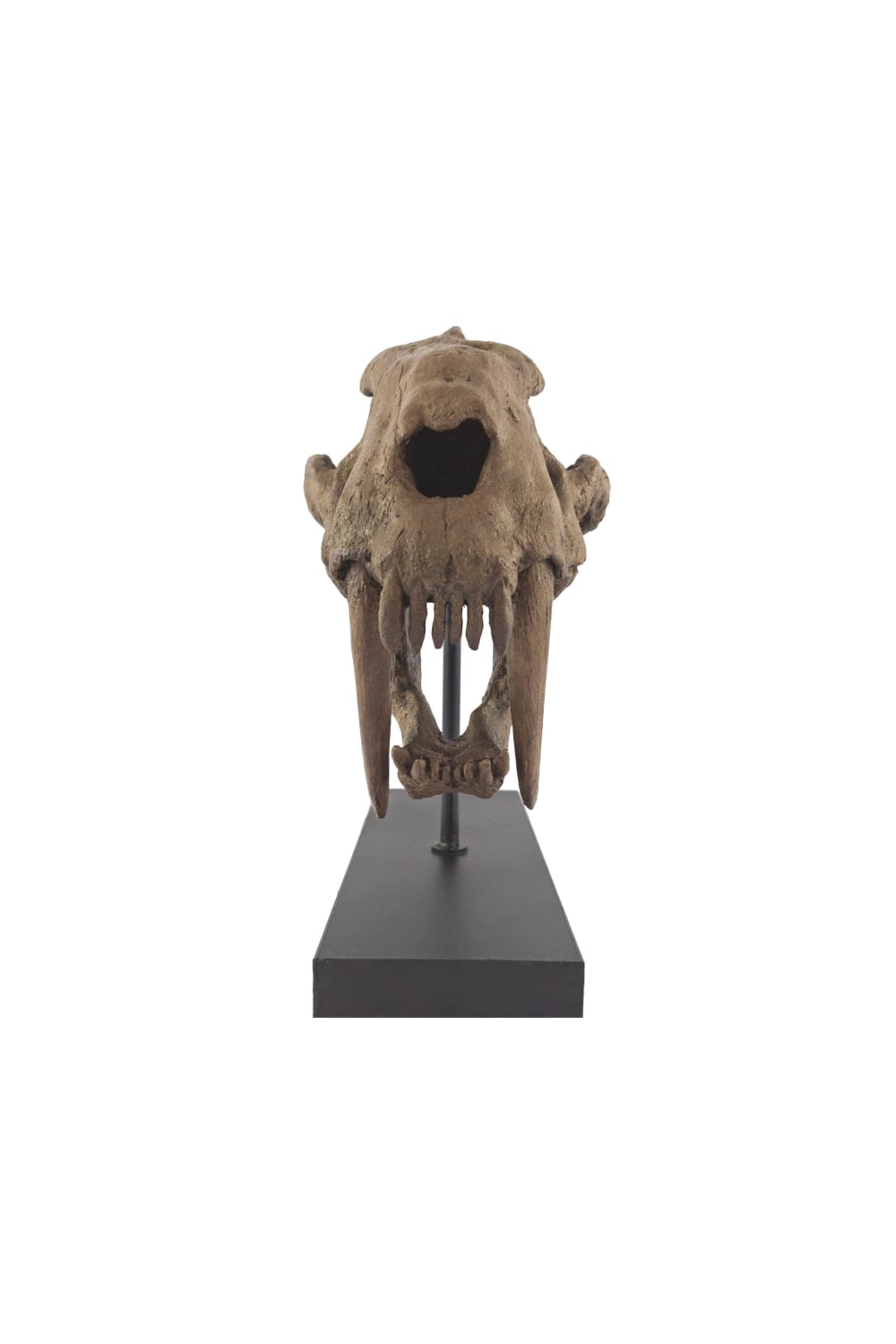 The Fossil Art-Sabertooh Fosil Heykeli-Biblo-2-Milagron.com