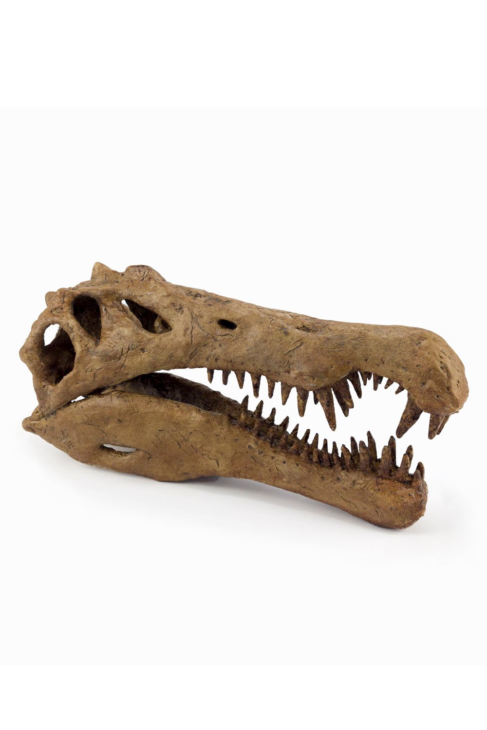 The Fossil Art-Spinosaurus Seramik Heykel-Heykel-2-Milagron.com