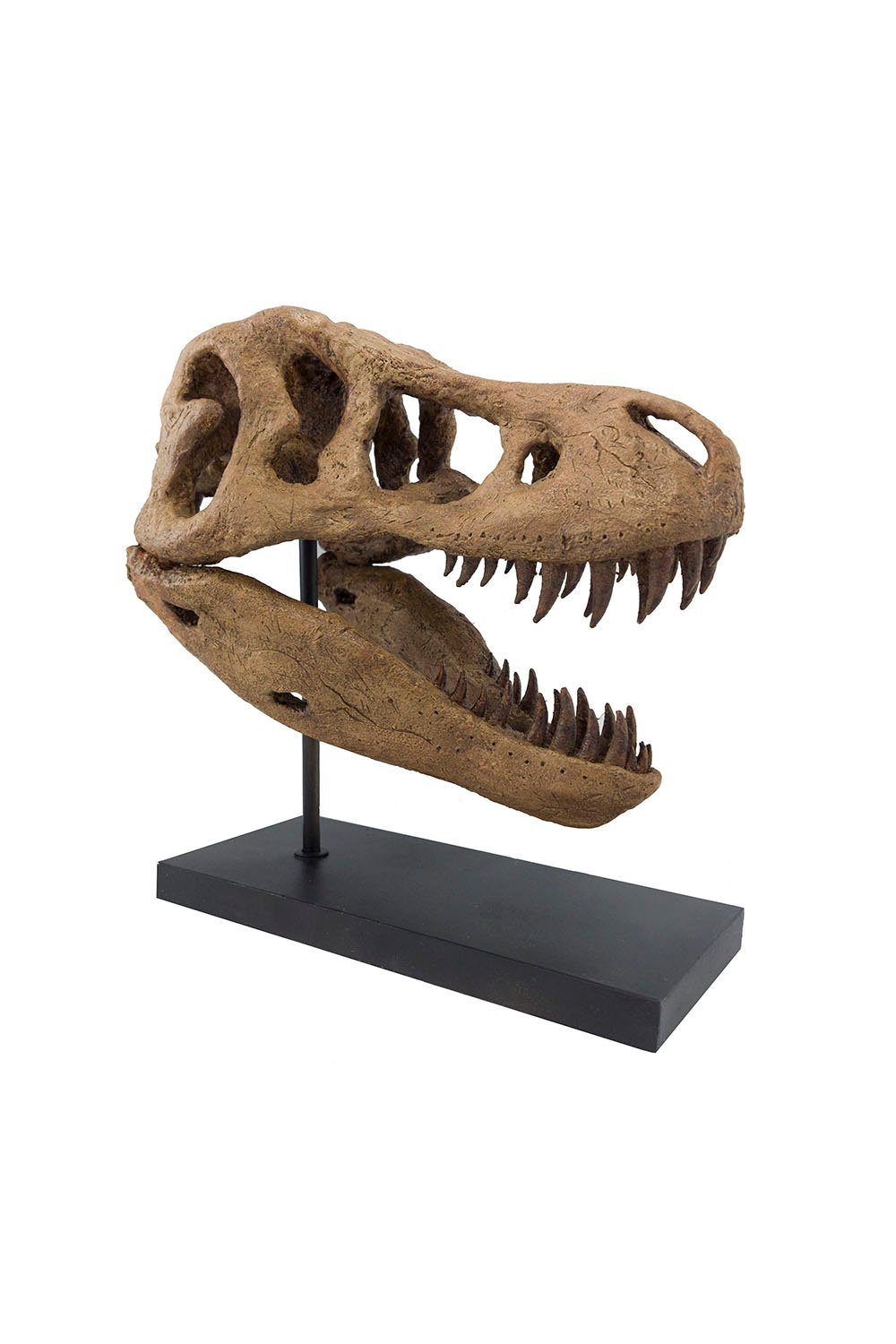 The Fossil Art-T-rex Fosil Heykeli - Omurgasız-Heykel-1-Milagron.com