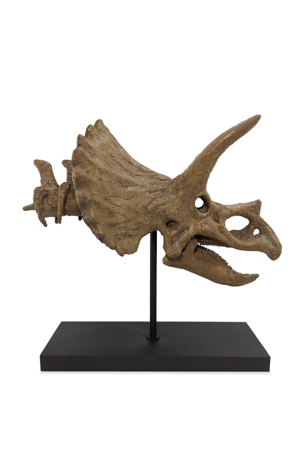 The Fossil Art-Triceratops Fosil Heykeli-Biblo-1-Milagron.com