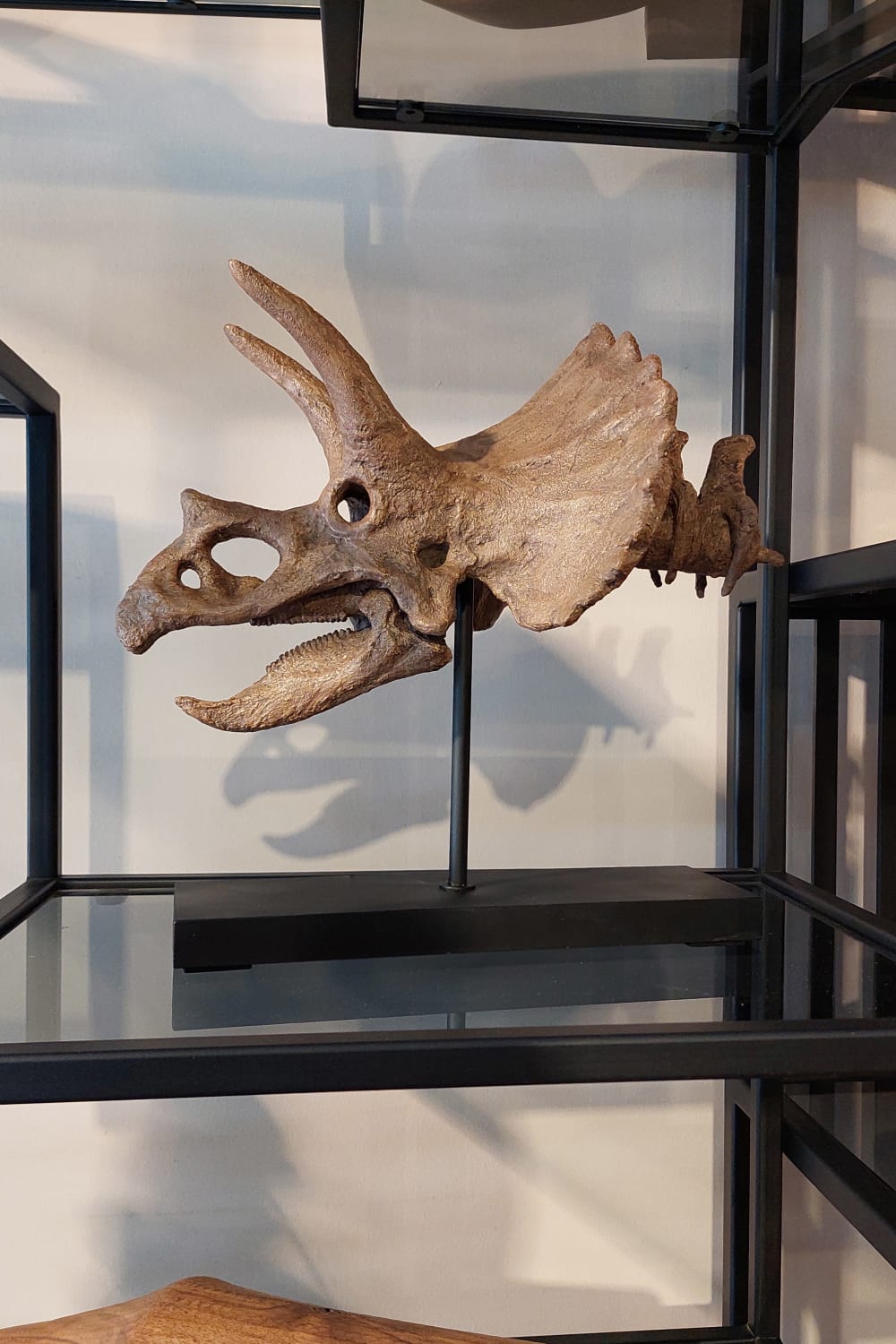 The Fossil Art-Triceratops Fosil Heykeli-Biblo-2-Milagron.com