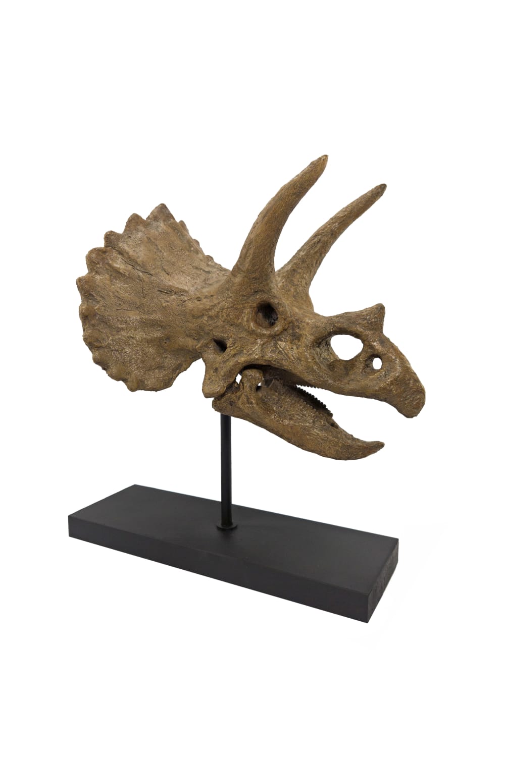 The Fossil Art-Triceratops Fosil Heykeli-Biblo-3-Milagron.com
