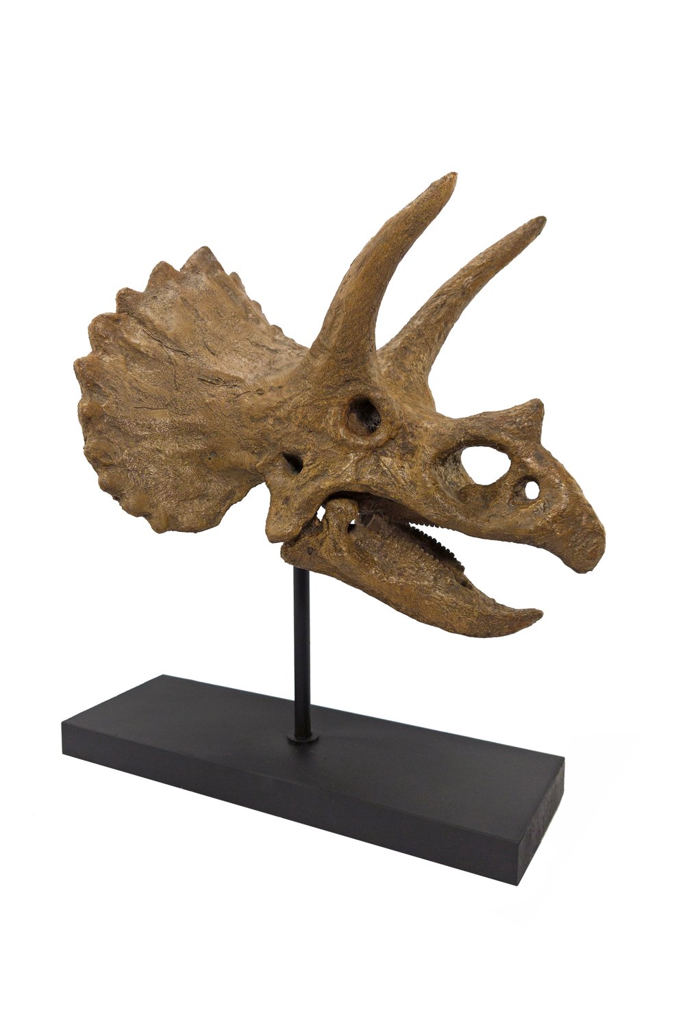 The Fossil Art-Triceratops Fosil Heykeli - Omurgasız-Biblo-3-Milagron.com