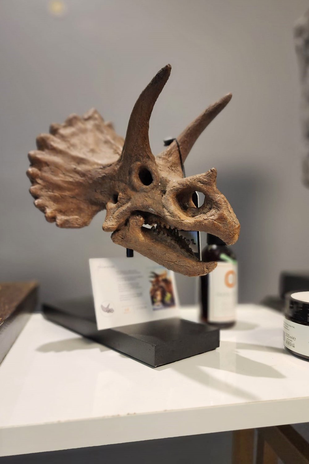 The Fossil Art-Triceratops Fosil Heykeli - Omurgasız-Biblo-5-Milagron.com