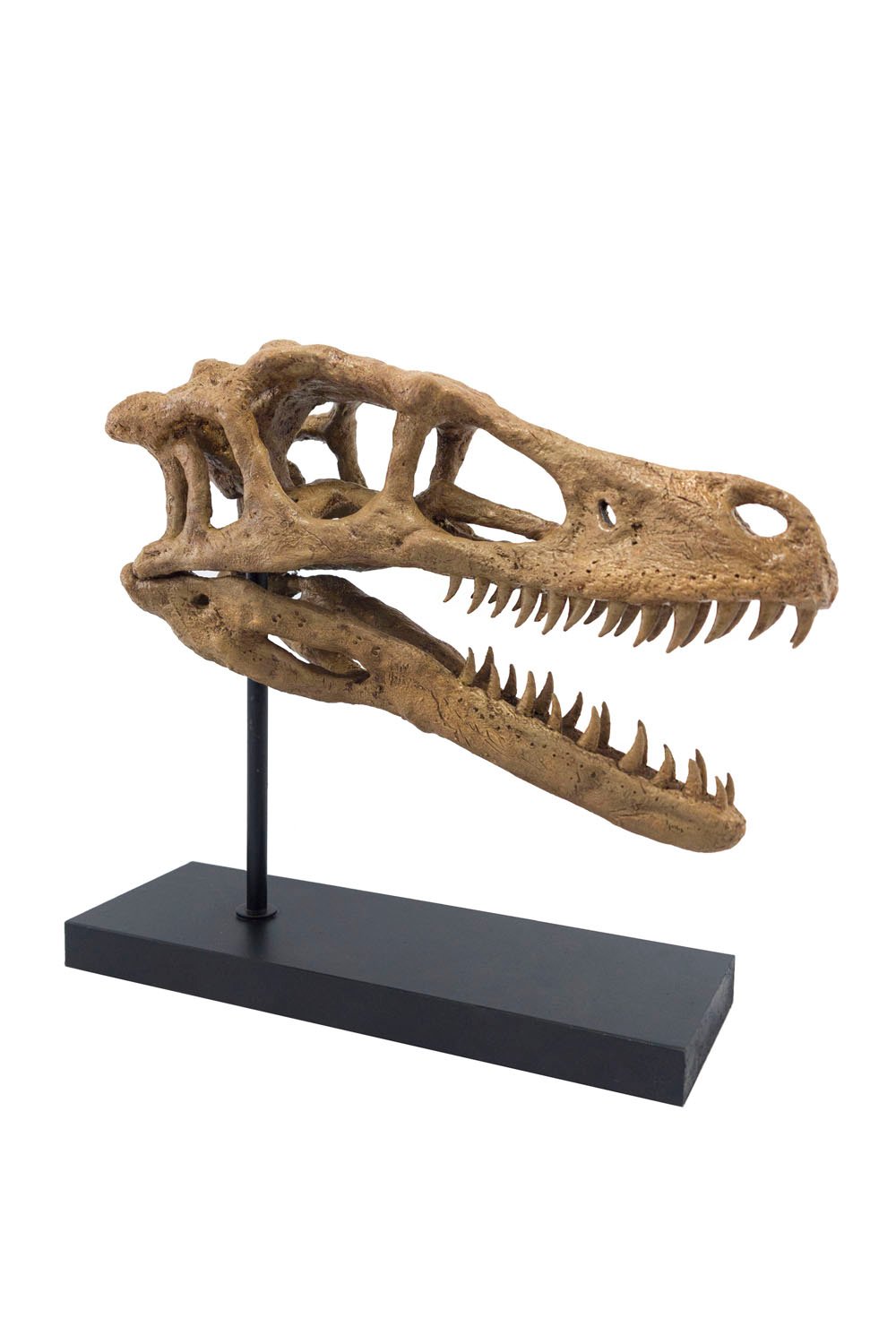 The Fossil Art-Velociraptor Fosil Heykeli - Omurgasız-Heykel-1-Milagron.com