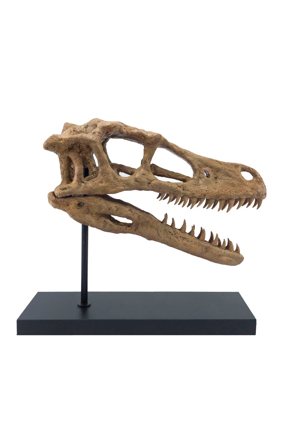 The Fossil Art-Velociraptor Fosil Heykeli - Omurgasız-Heykel-2-Milagron.com