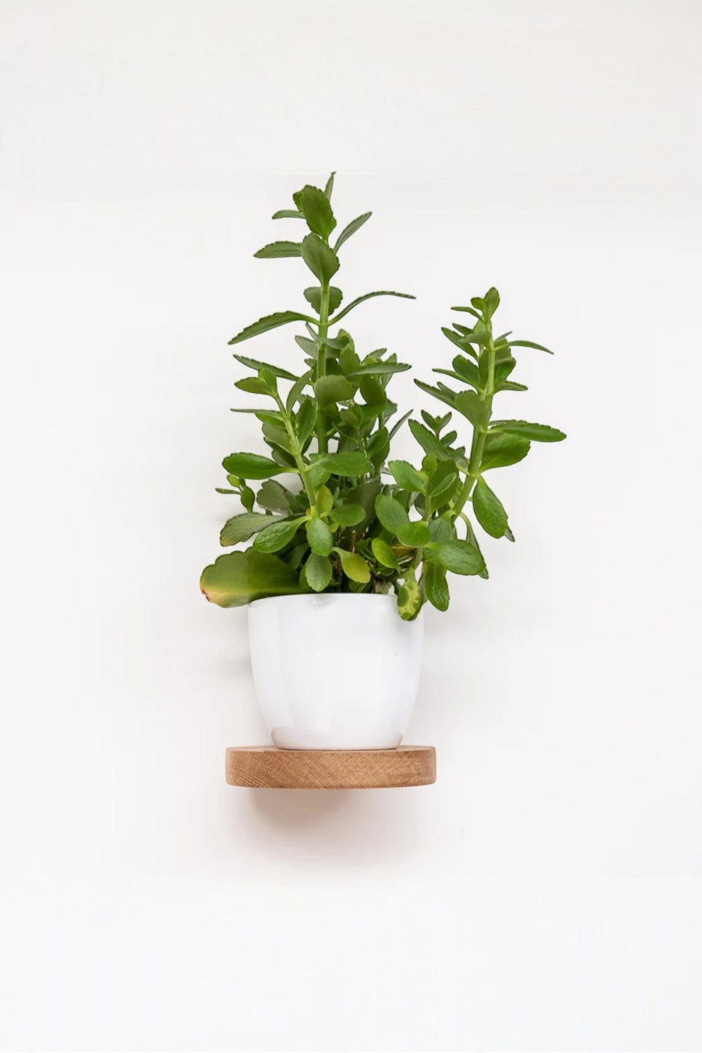 Vune Concept-Erica El Yapımı Ahşap Raf-Duvar Rafı-6-Milagron.com