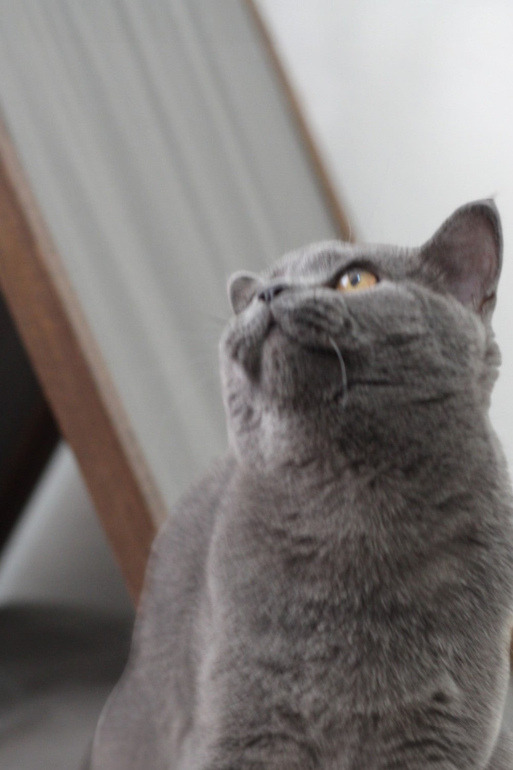 Vune Concept-Ketu Kedi Evi - Gri-Kedi-6-Milagron.com