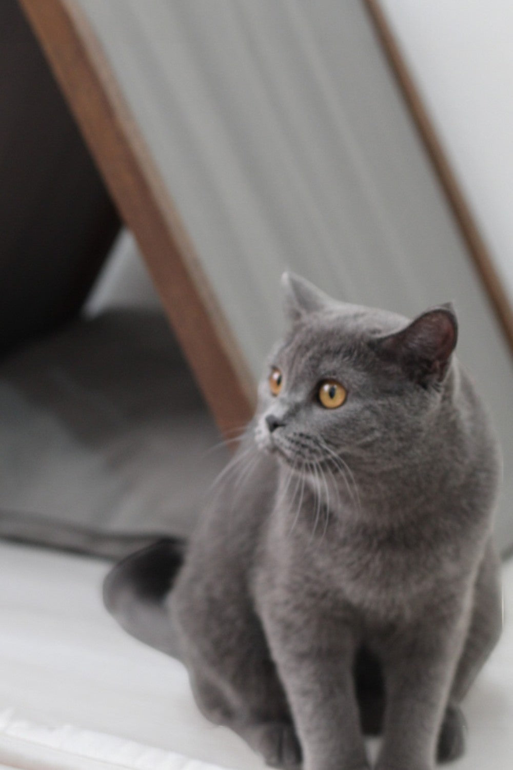 Vune Concept-Ketu Kedi Evi - Gri-Kedi-8-Milagron.com