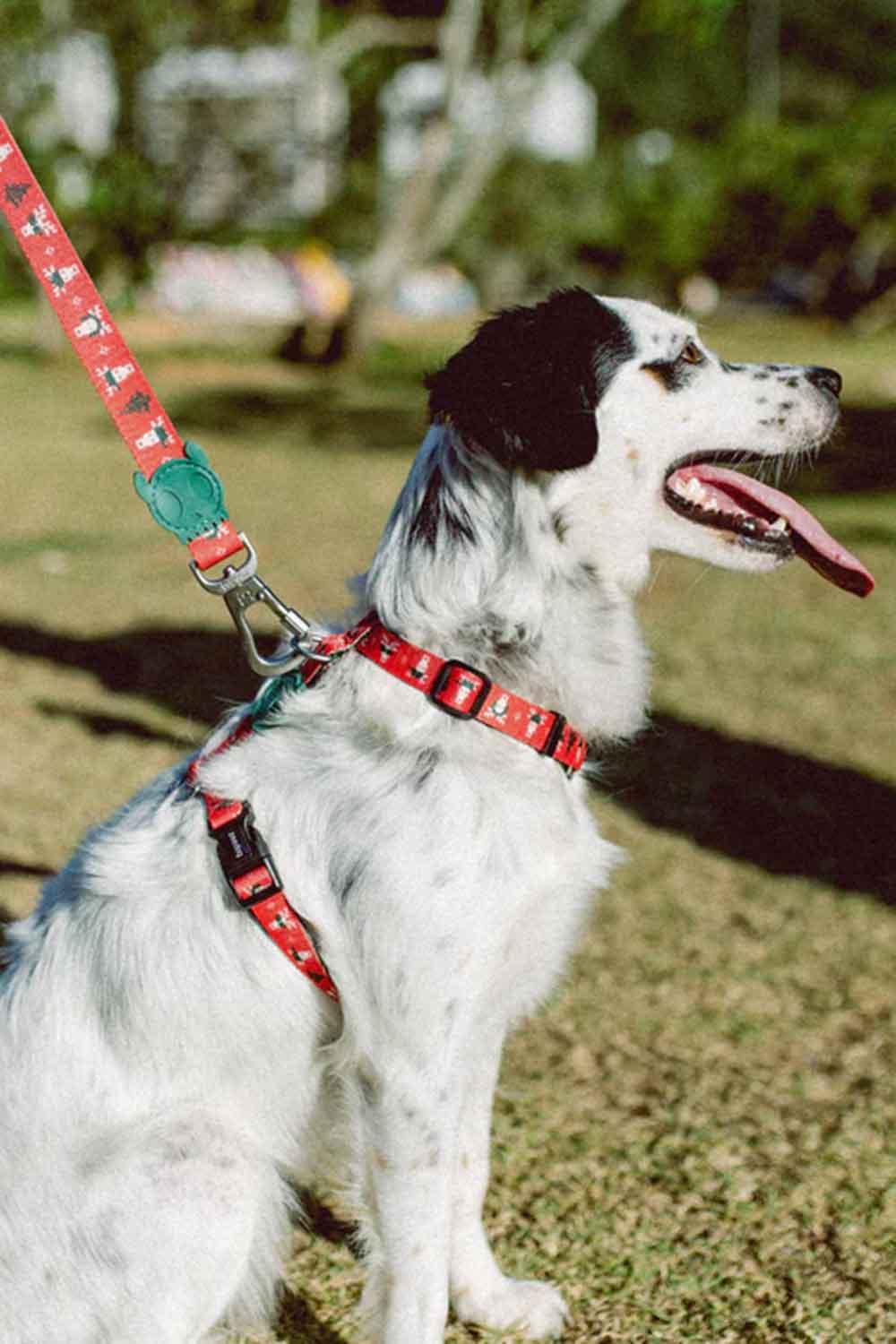 ZEE.DOG-Rudolph Göğüs Tasması-Köpek-2-Milagron.com