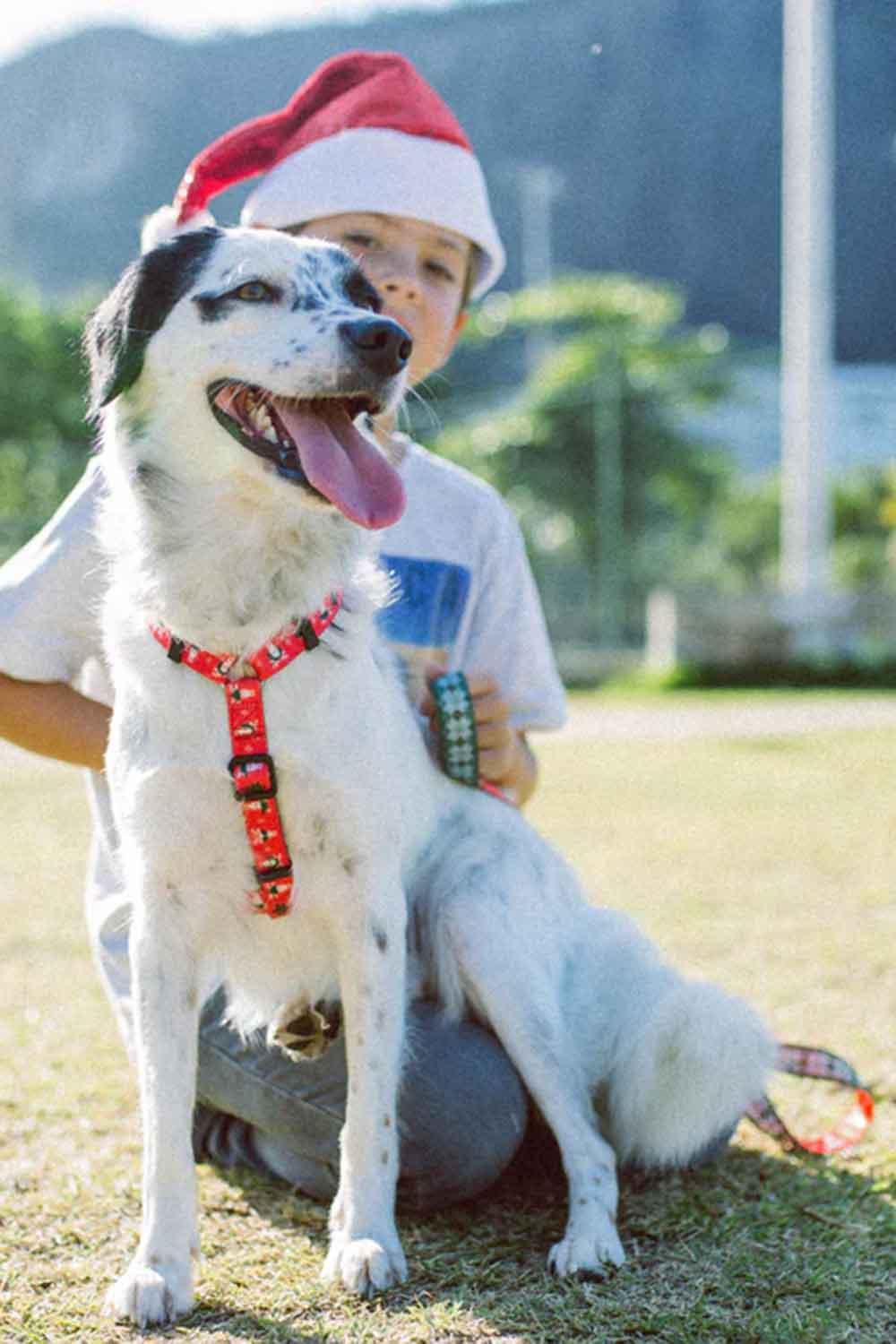 ZEE.DOG-Rudolph Göğüs Tasması-Köpek-3-Milagron.com