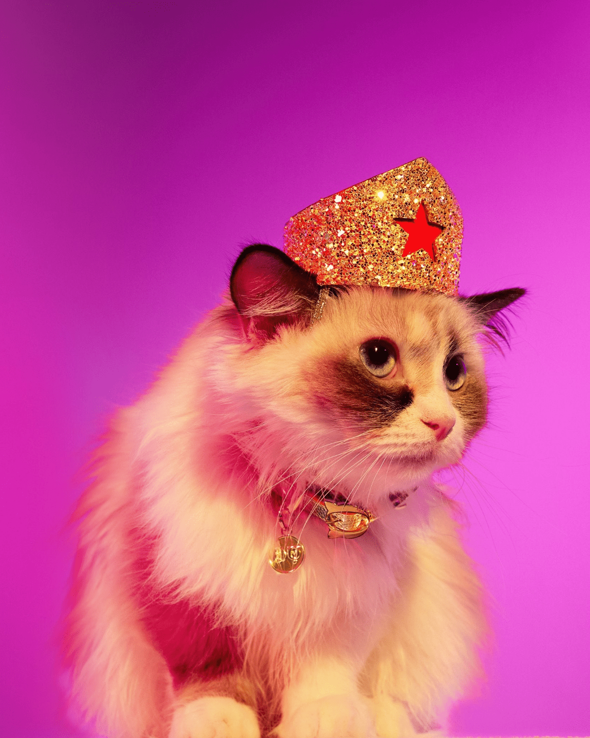 Golden Star Tiara For Felines