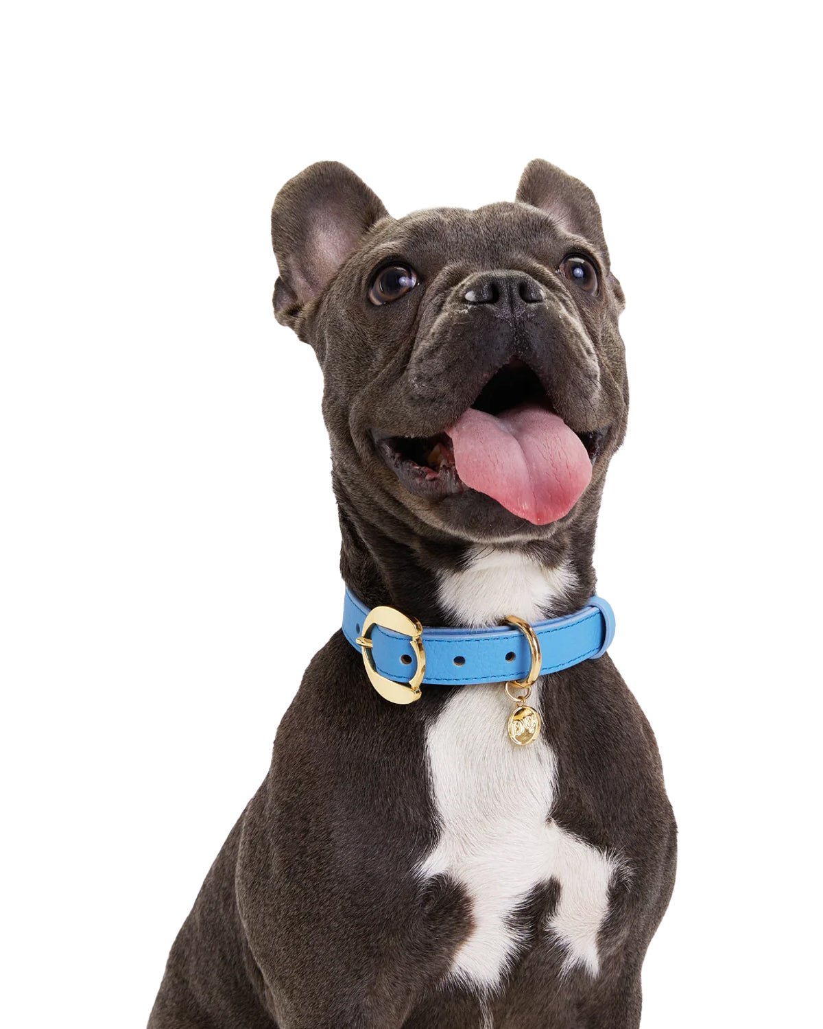 Hachiko Dog Collar