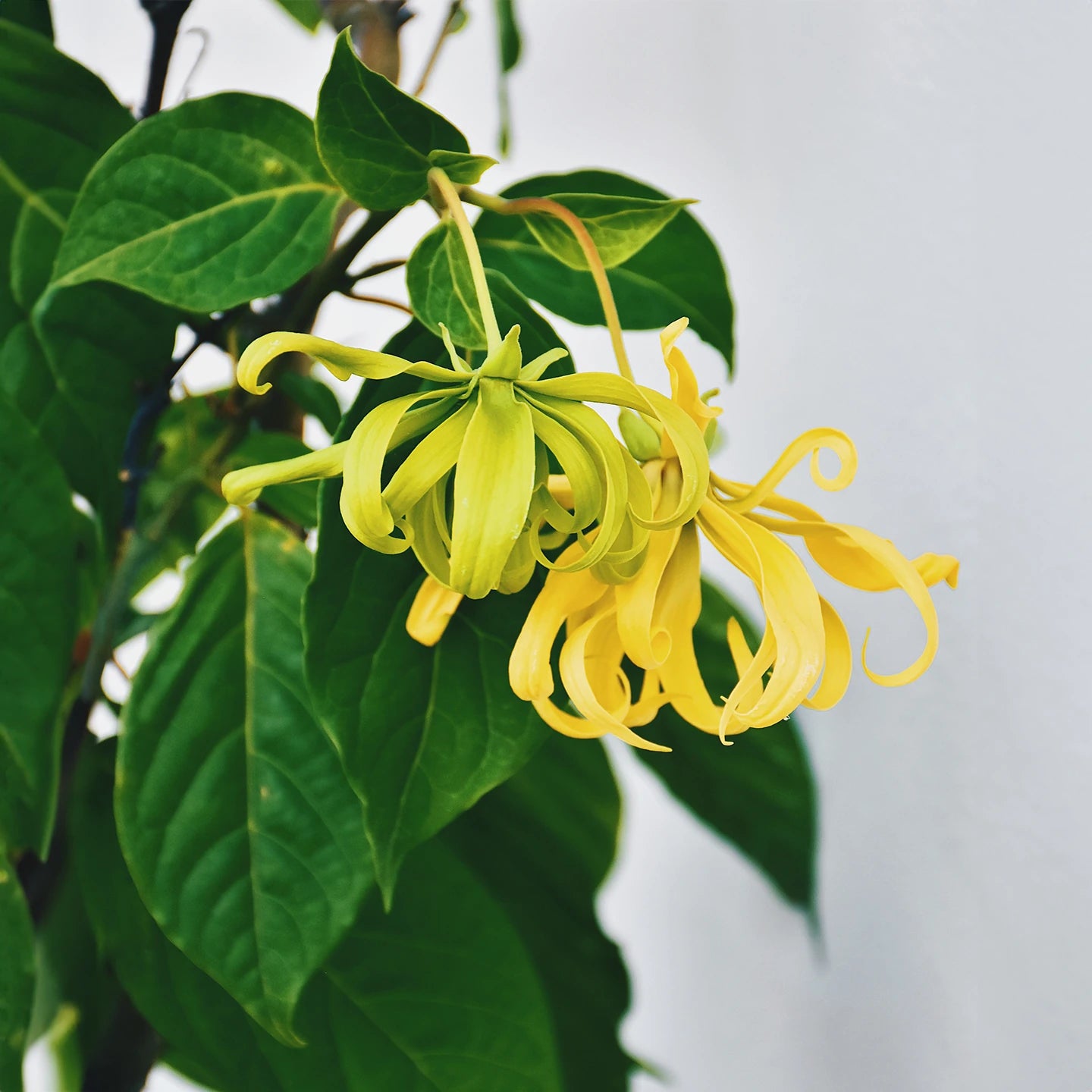 Ylang Ylang Uçucu Yağı