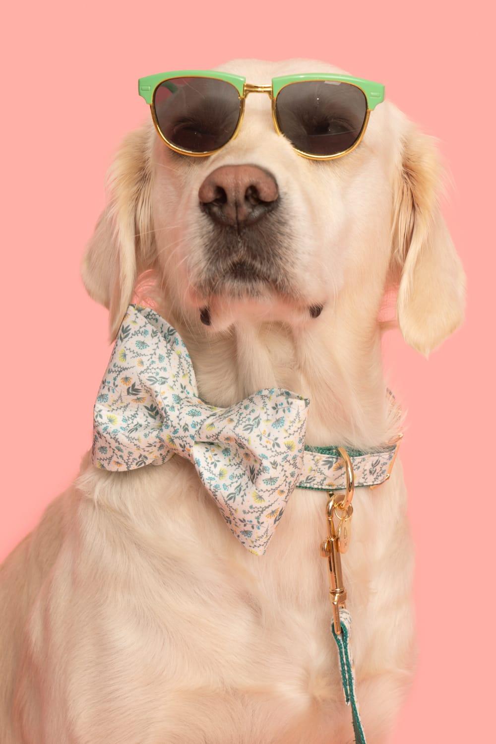 Gliparis-Lugo Gezdirme Tasması-Köpek-4-Milagron.com