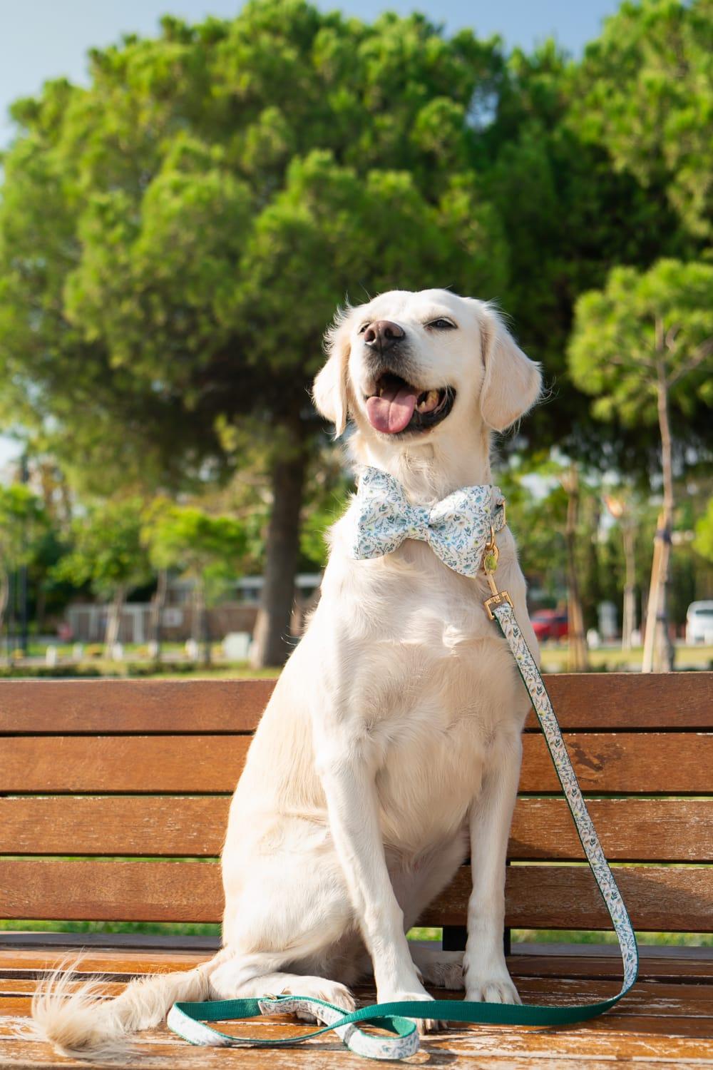 Gliparis-Lugo Gezdirme Tasması-Köpek-5-Milagron.com