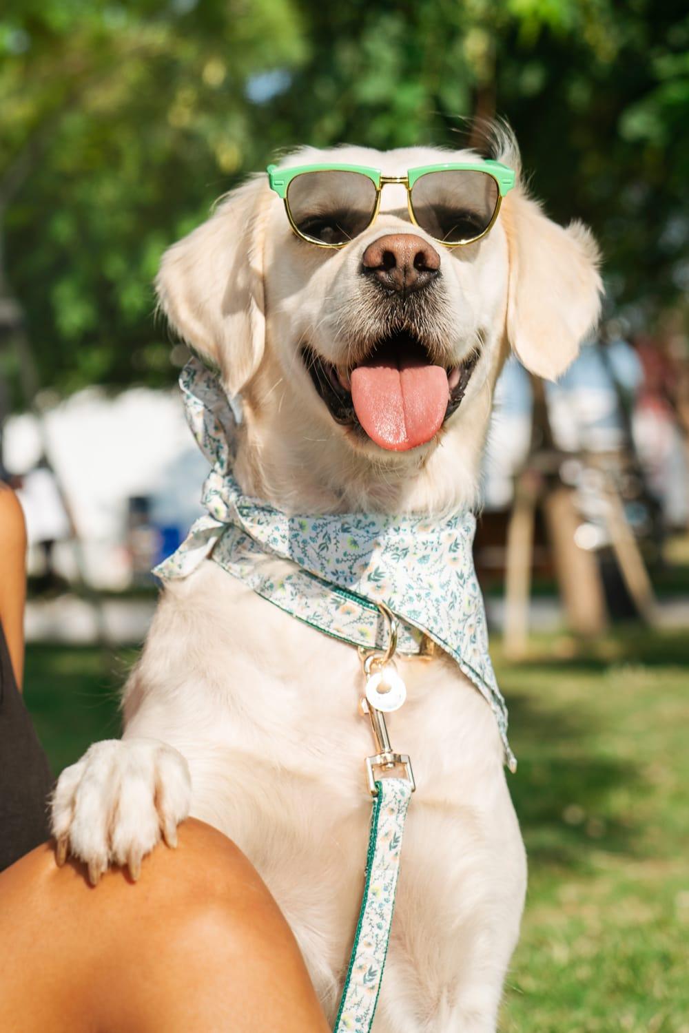 Gliparis-Lugo Köpek Bandana-Köpek-2-Milagron.com