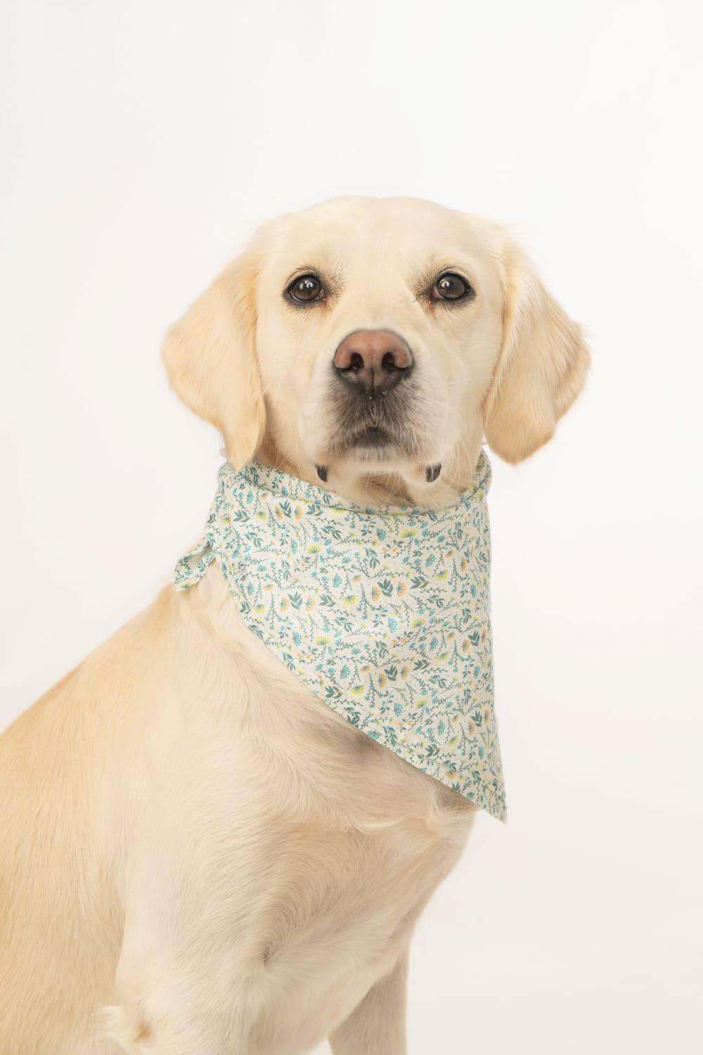 Gliparis-Lugo Köpek Bandana-Köpek-5-Milagron.com