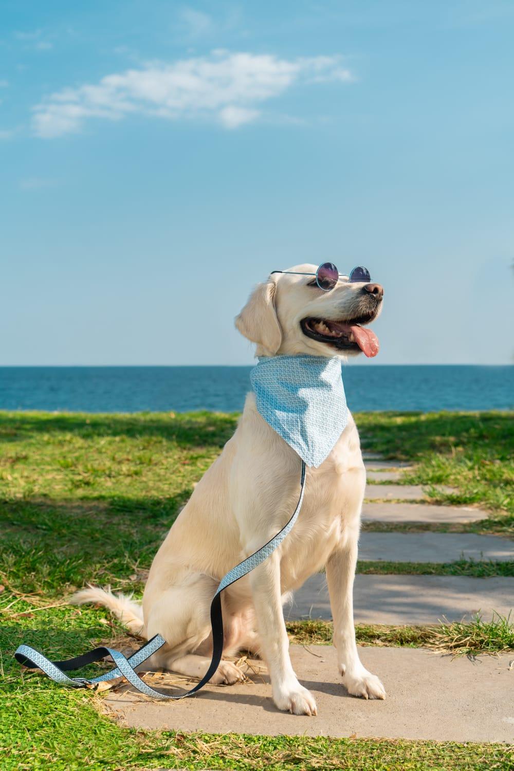 Gliparis-Malaga Gezdirme Tasması-Köpek-2-Milagron.com