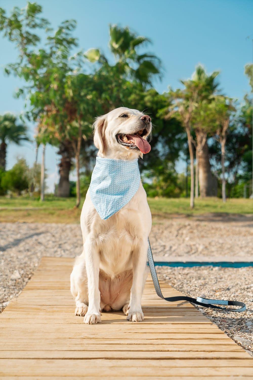 Gliparis-Malaga Gezdirme Tasması-Köpek-3-Milagron.com