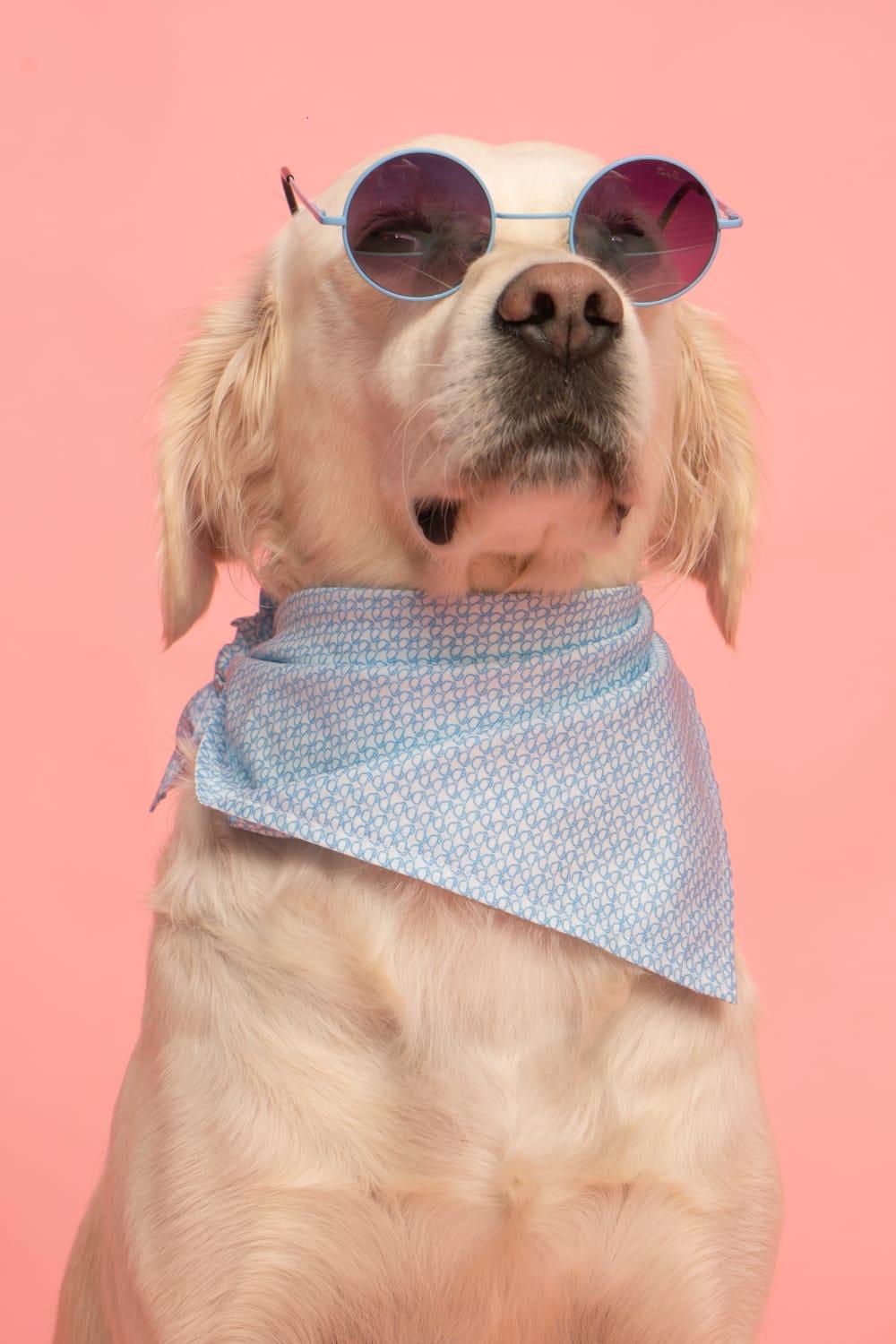 Gliparis-Malaga Köpek Bandana-Köpek-3-Milagron.com