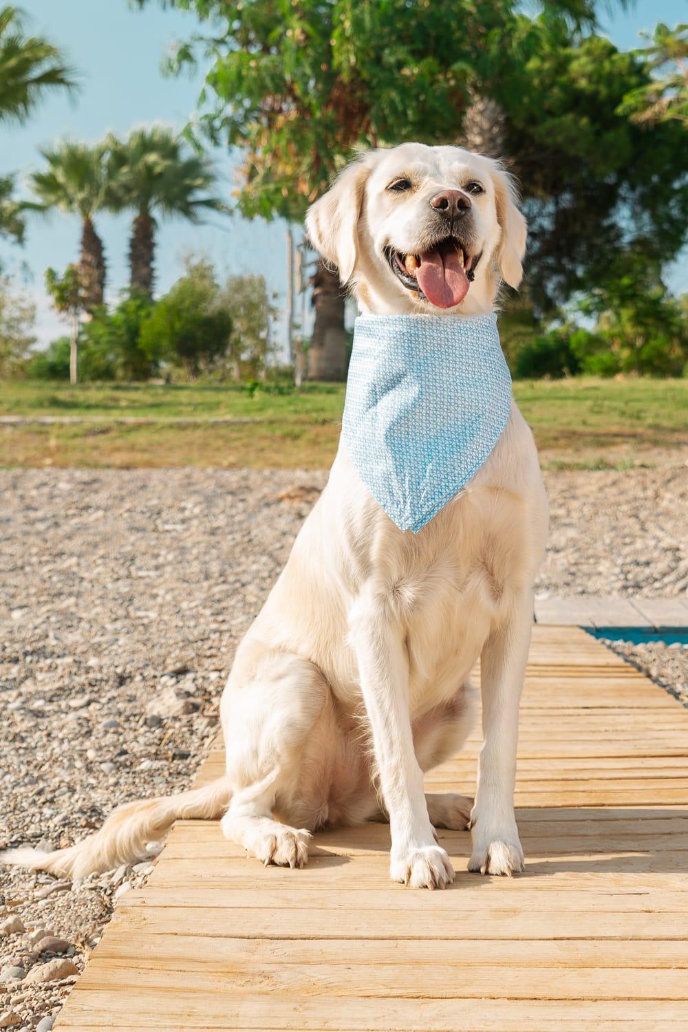 Gliparis-Malaga Köpek Bandana-Köpek-4-Milagron.com