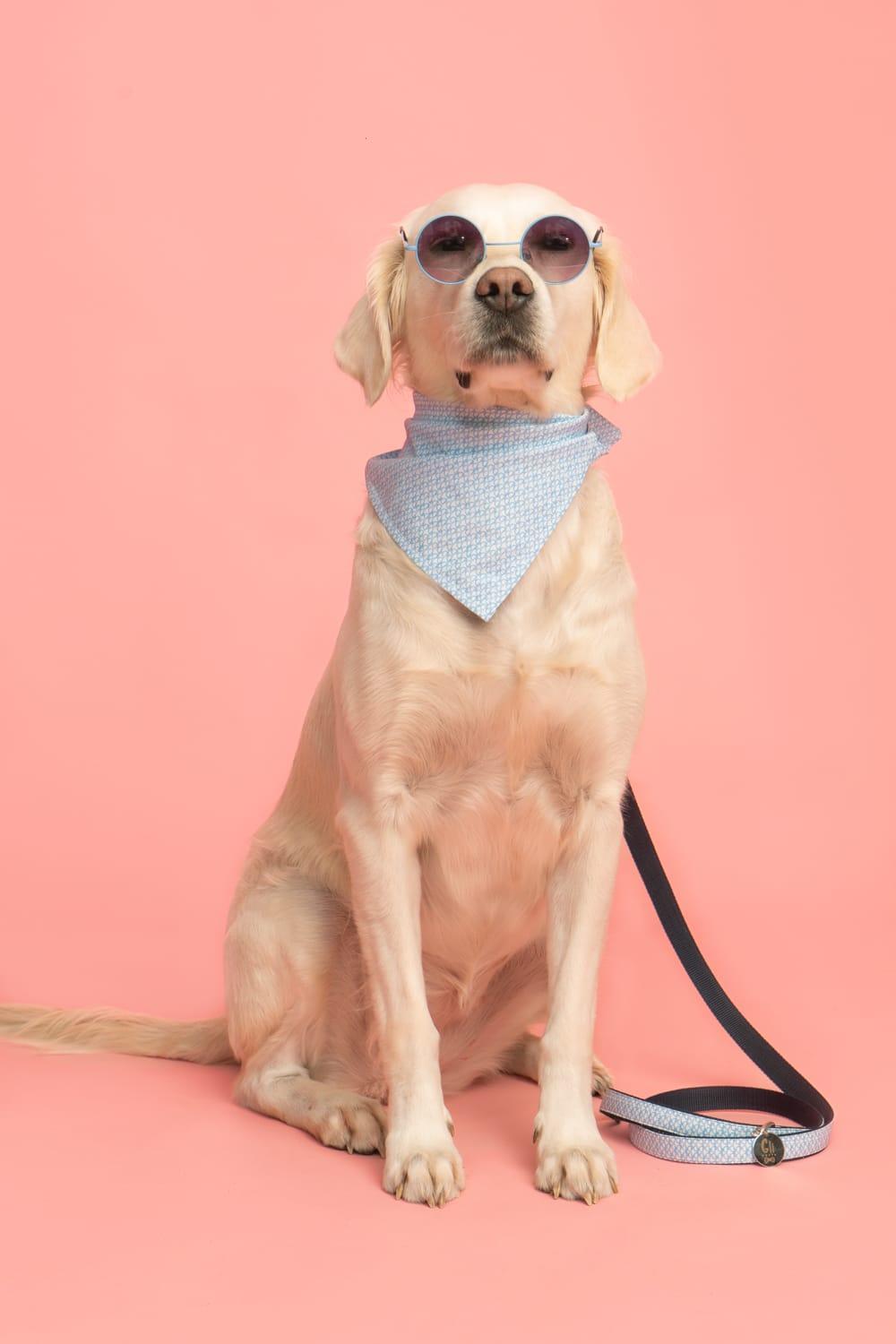 Gliparis-Malaga Köpek Bandana-Köpek-5-Milagron.com