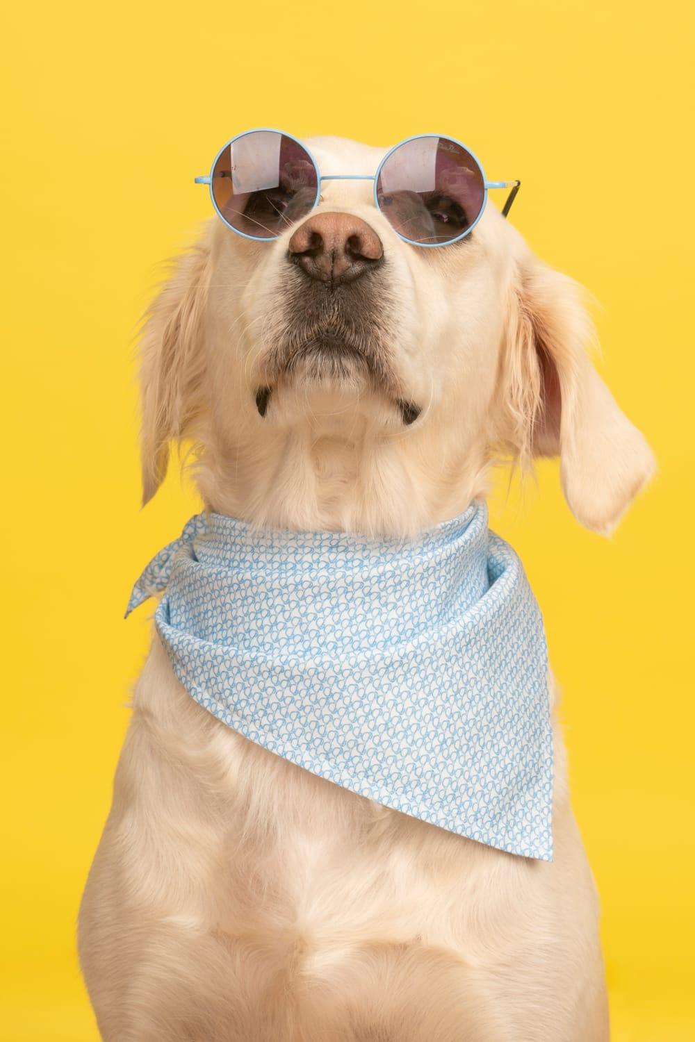 Gliparis-Malaga Köpek Bandana-Köpek-6-Milagron.com