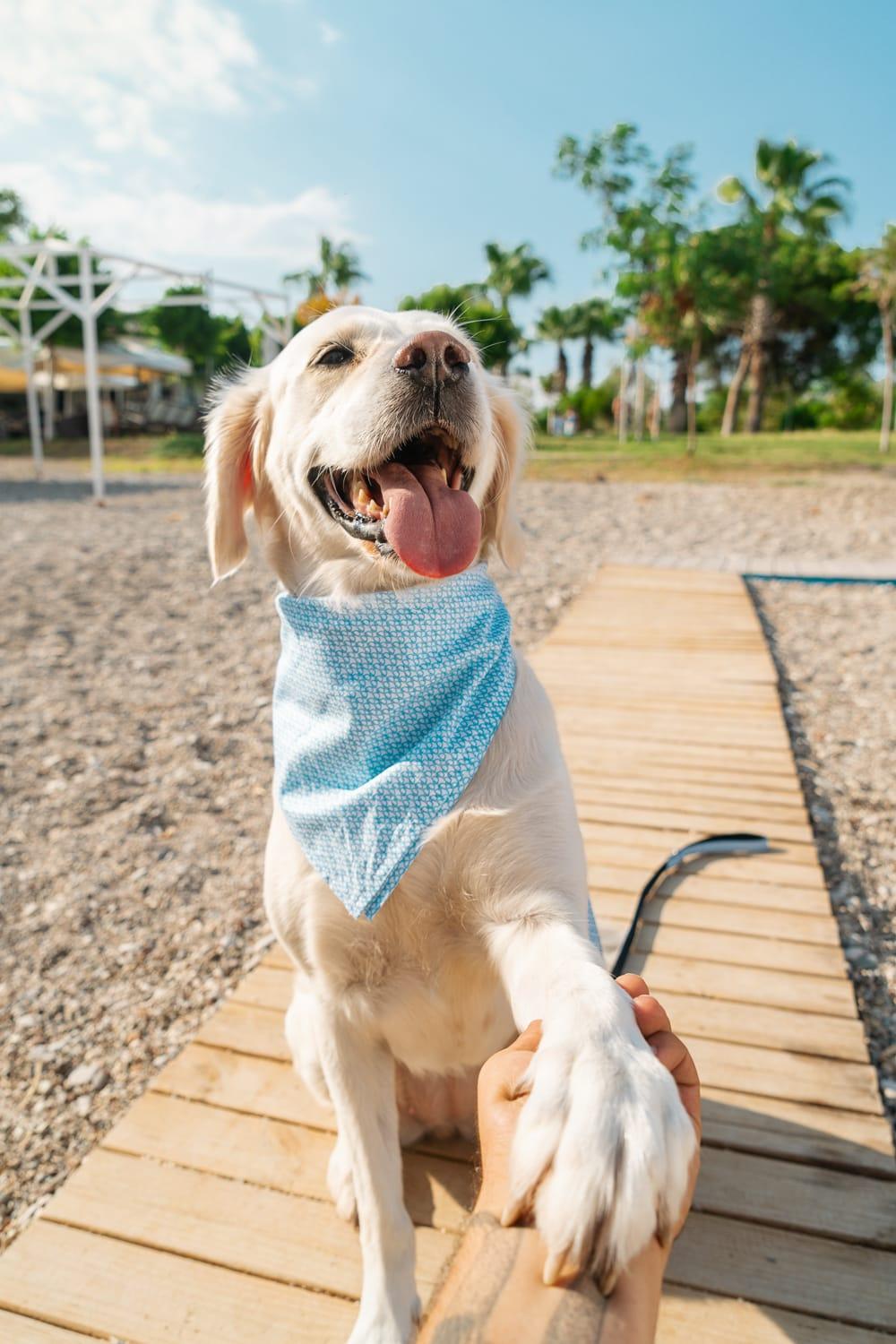 Gliparis-Malaga Köpek Bandana-Köpek-7-Milagron.com