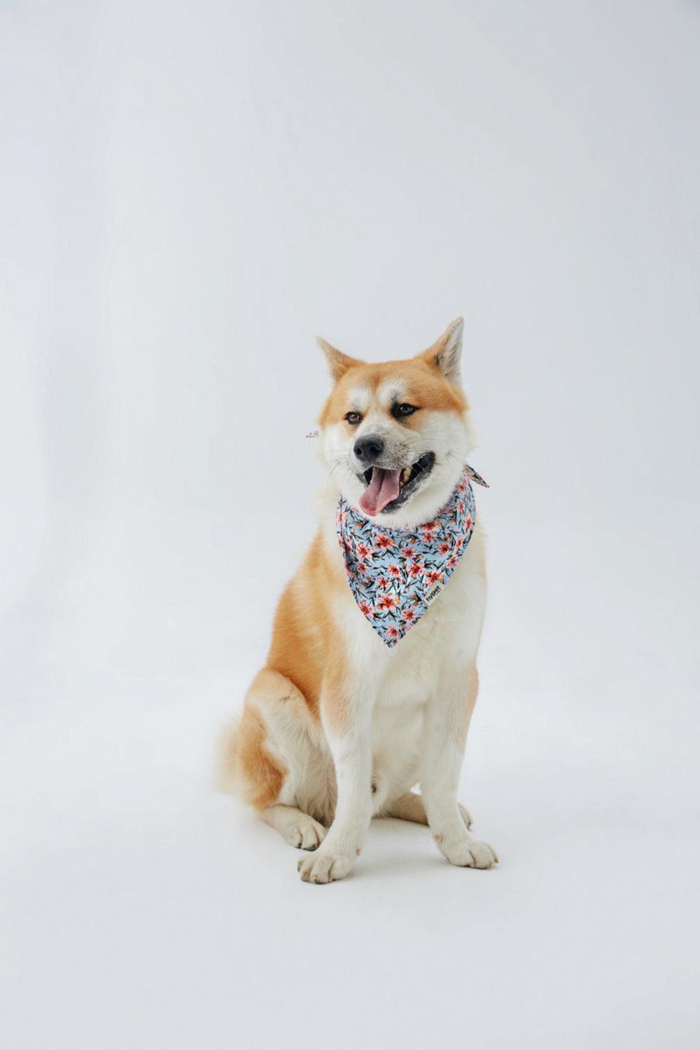 Hypet Fashion-Blue Floral Bandana-Köpek-2-Milagron.com