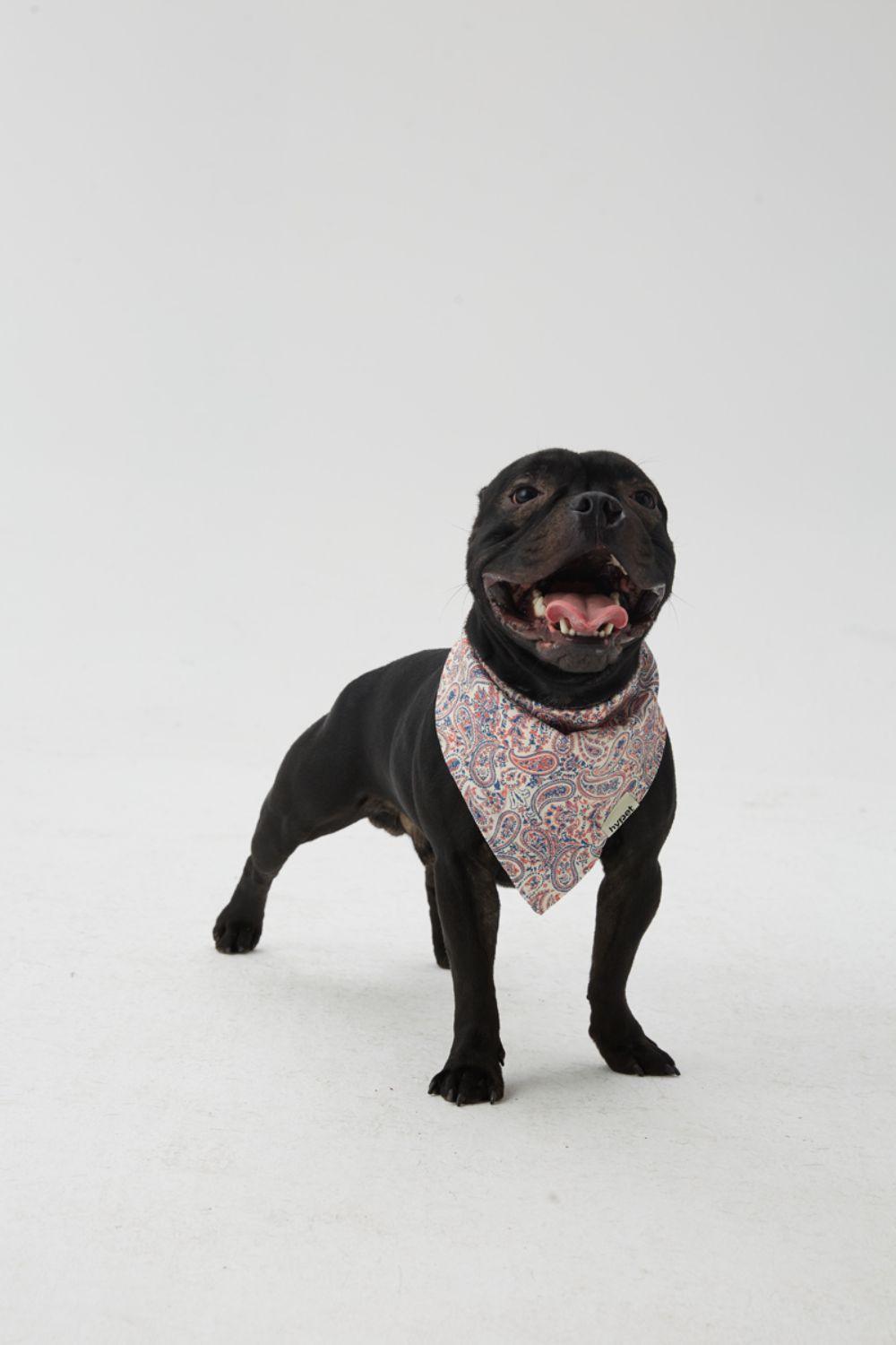 Hypet Fashion-Paisley Bandana-Köpek-3-Milagron.com