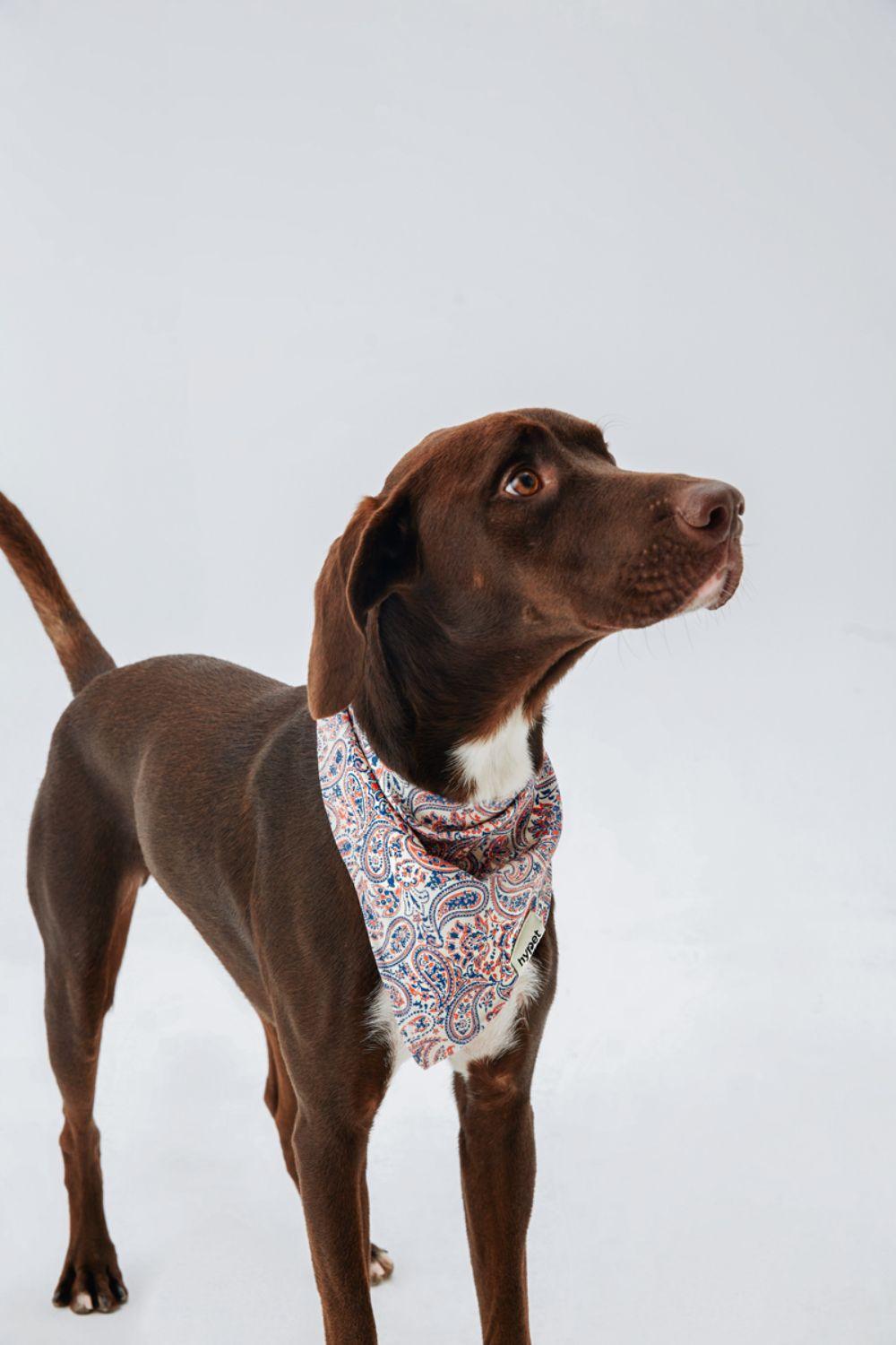 Hypet Fashion-Paisley Bandana-Köpek-4-Milagron.com