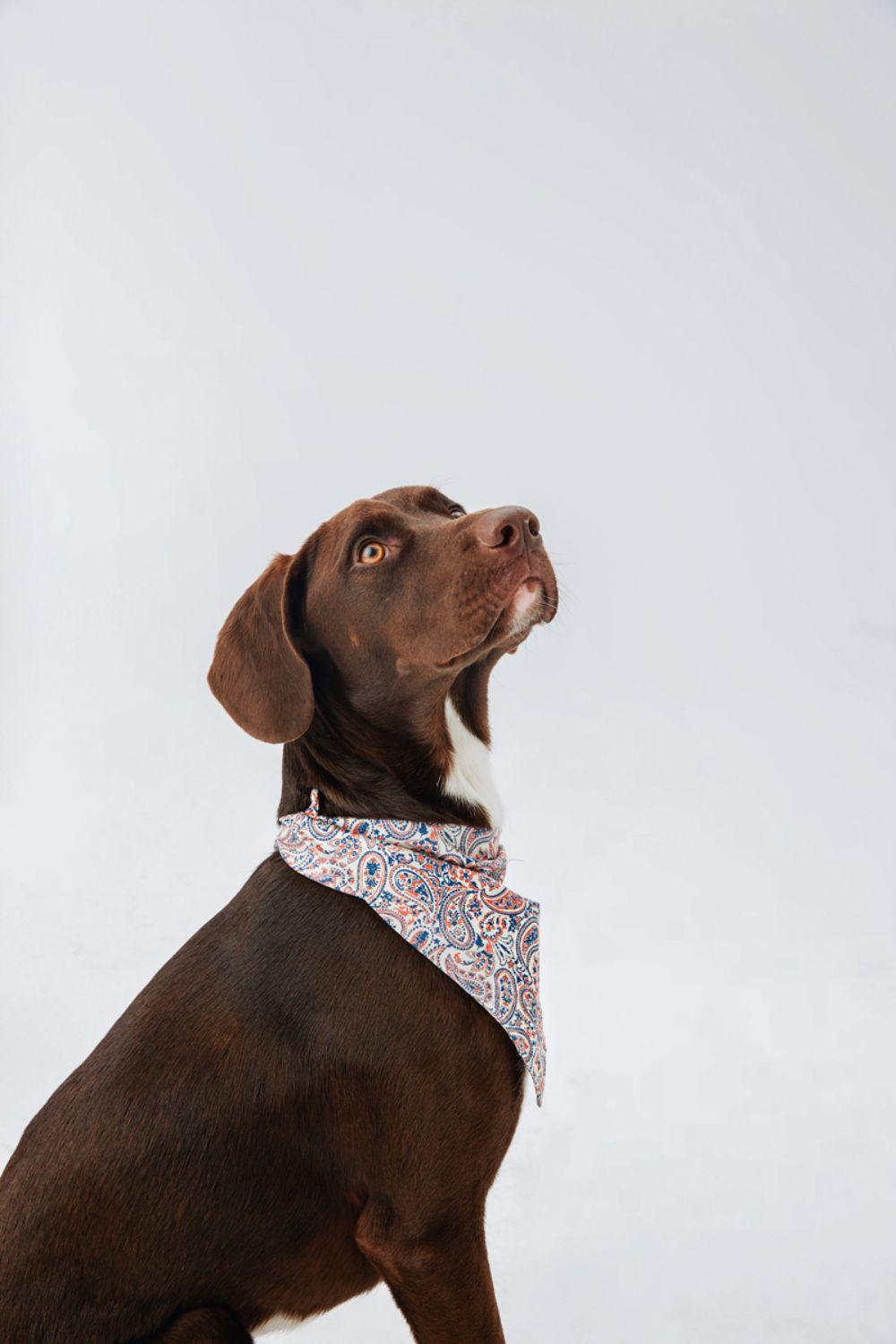 Hypet Fashion-Paisley Bandana-Köpek-6-Milagron.com