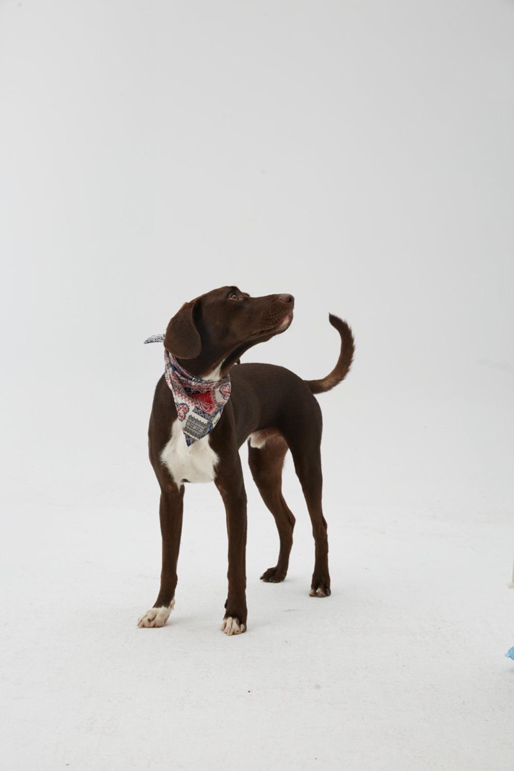 Hypet Fashion-Patchwork Bandana-Köpek-3-Milagron.com