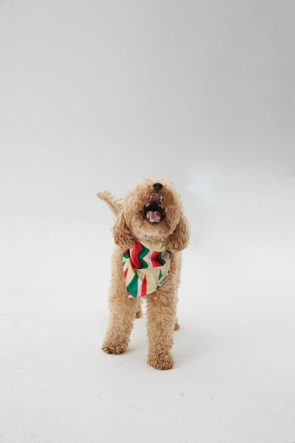 Hypet Fashion-Watermelon Bandana-Köpek-5-Milagron.com