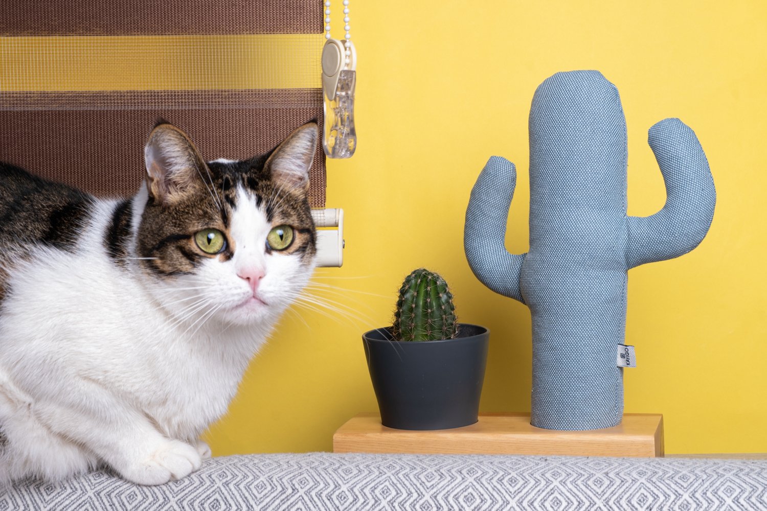 Kayigo-Flowery Saksılı Notluk Mavi Kaktüs-Masaüstü Organizer-3-Milagron.com