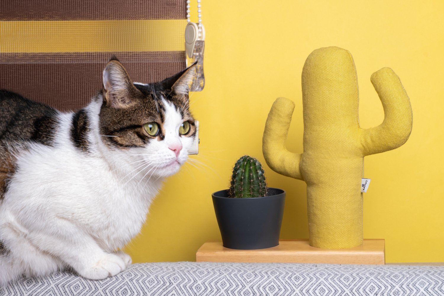 Kayigo-Flowery Saksılı Notluk Sarı Kaktüs-Masaüstü Organizer-3-Milagron.com