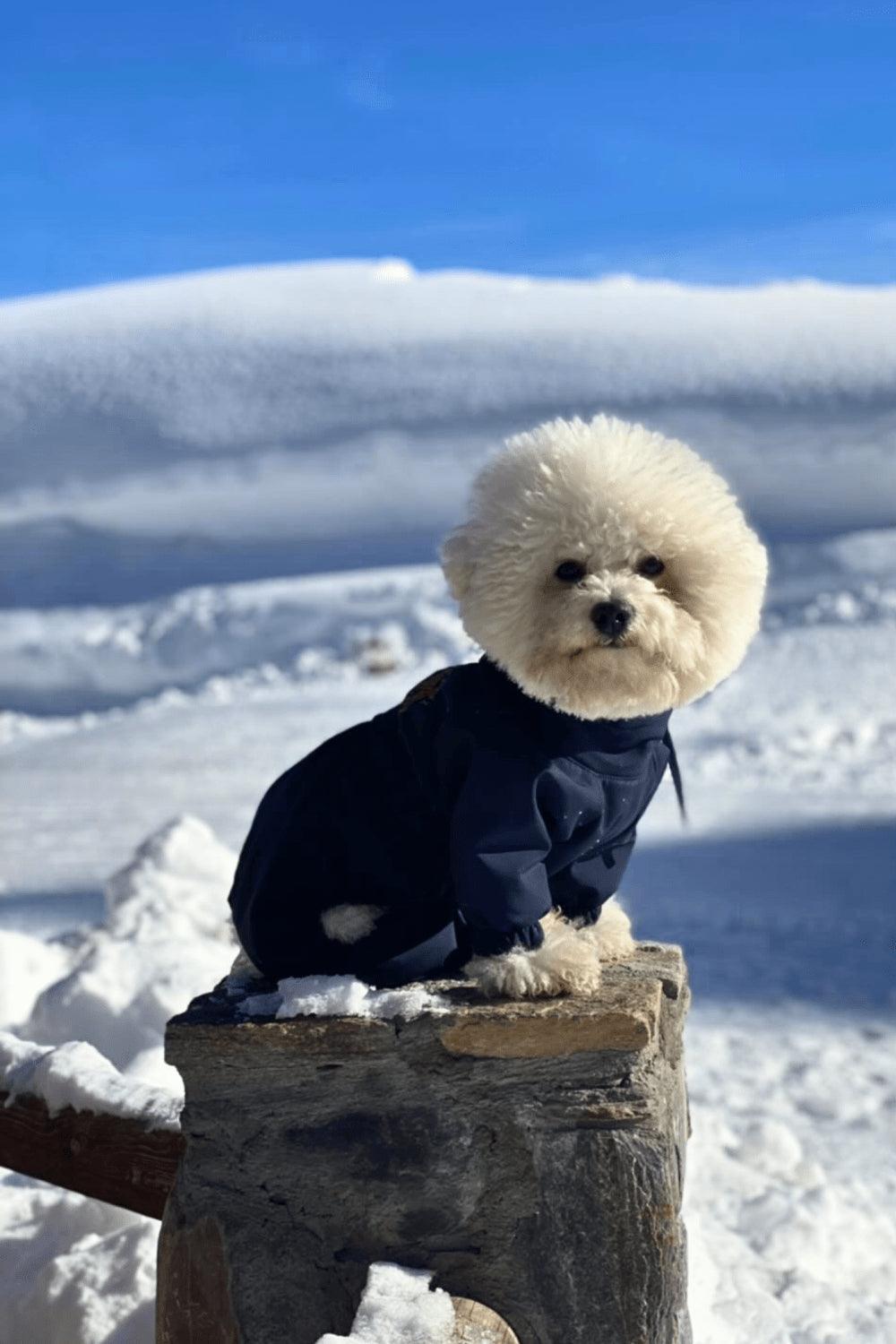 St. Pia-Astro Köpek Tulum Mont - Lacivert-Köpek-3-Milagron.com