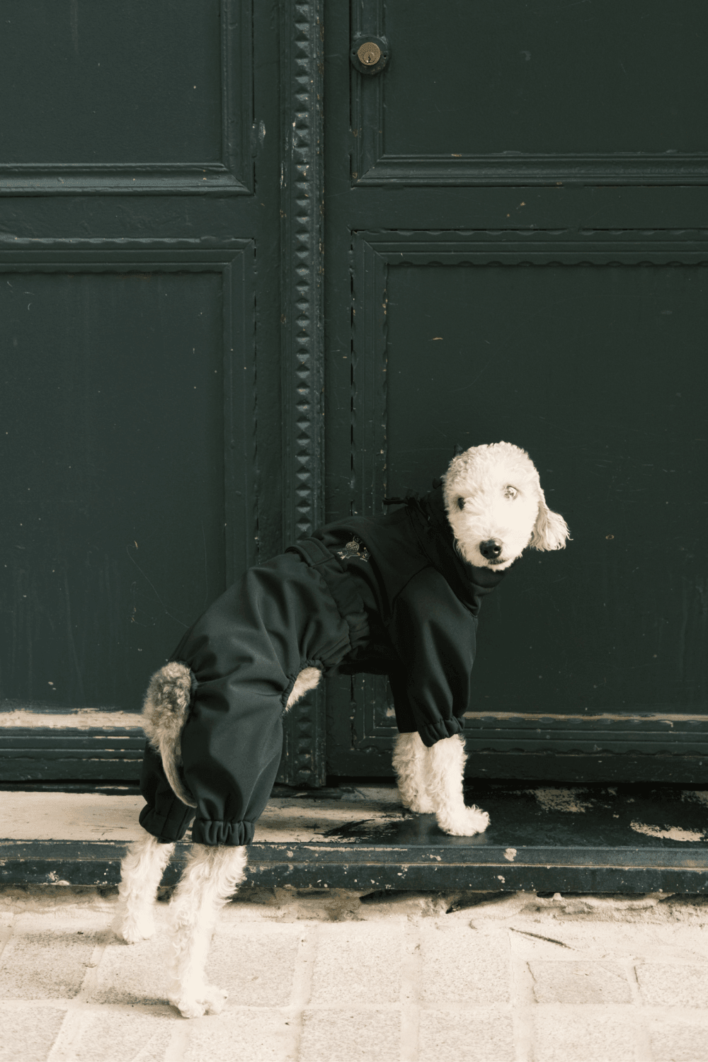 St. Pia-Astro Köpek Tulum Mont - Siyah-Köpek-2-Milagron.com