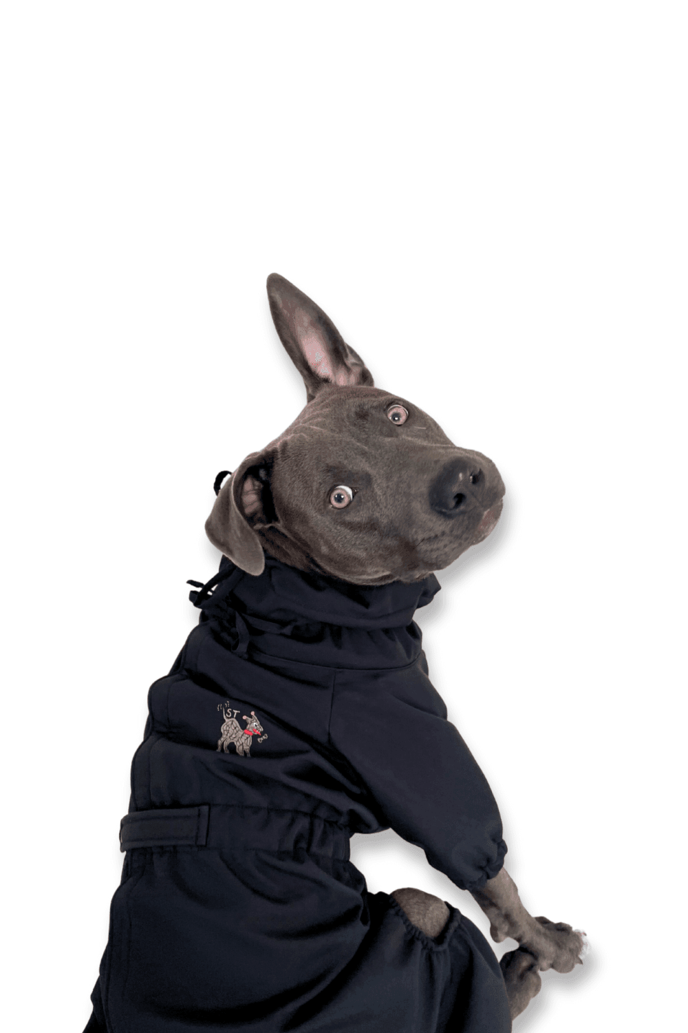 St. Pia-Astro Köpek Tulum Mont - Siyah-Köpek-3-Milagron.com