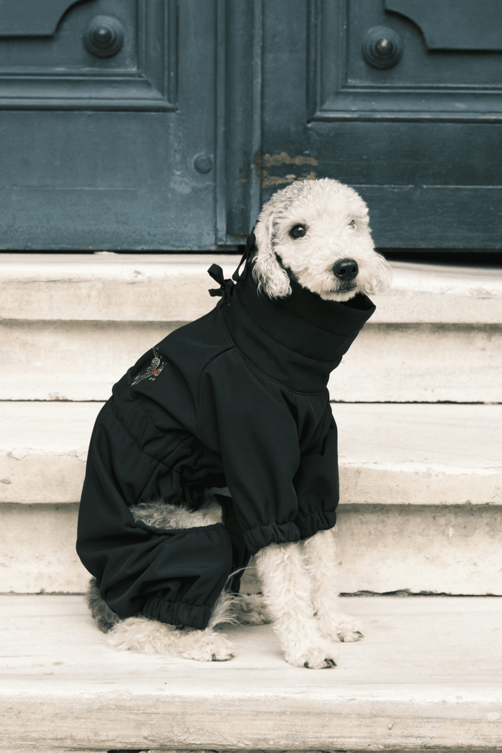 St. Pia-Astro Köpek Tulum Mont - Siyah-Köpek-4-Milagron.com