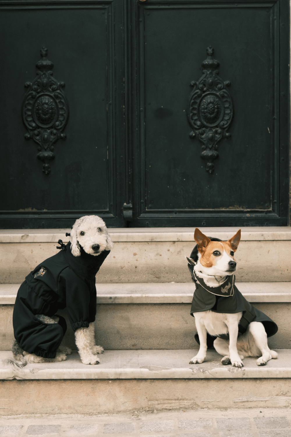 St. Pia-Astro Köpek Tulum Mont - Siyah-Köpek-5-Milagron.com