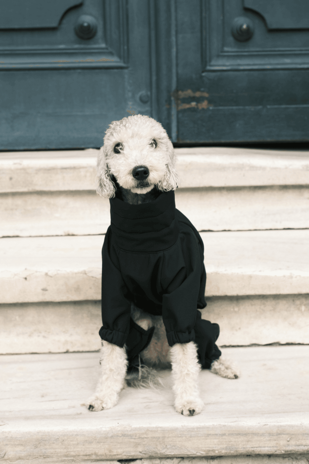 St. Pia-Astro Köpek Tulum Mont - Siyah-Köpek-6-Milagron.com