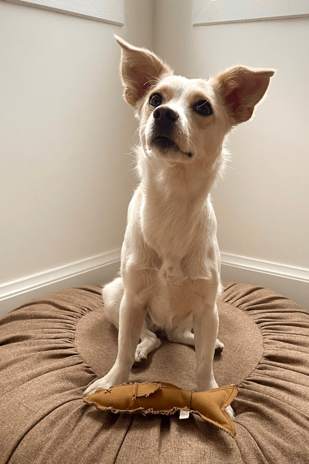 St. Pia-Hamsi El Yapımı Kedi + Köpek Oyuncağı - Toffee-Köpek-3-Milagron.com