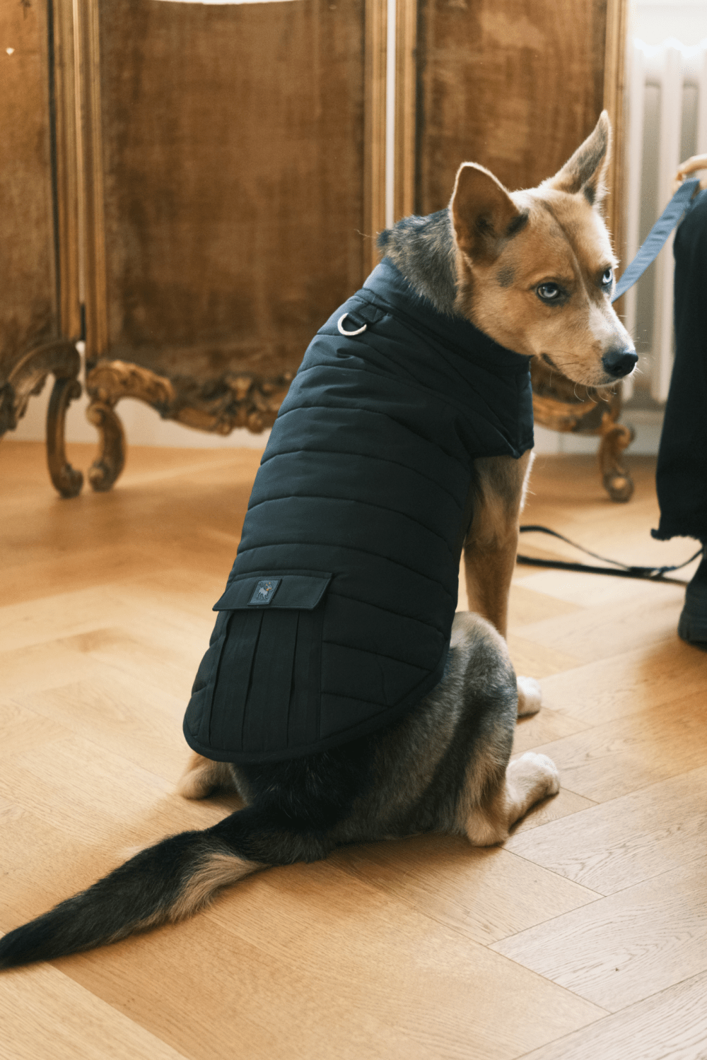 St. Pia-Hive Köpek Montu-Köpek-2-Milagron.com