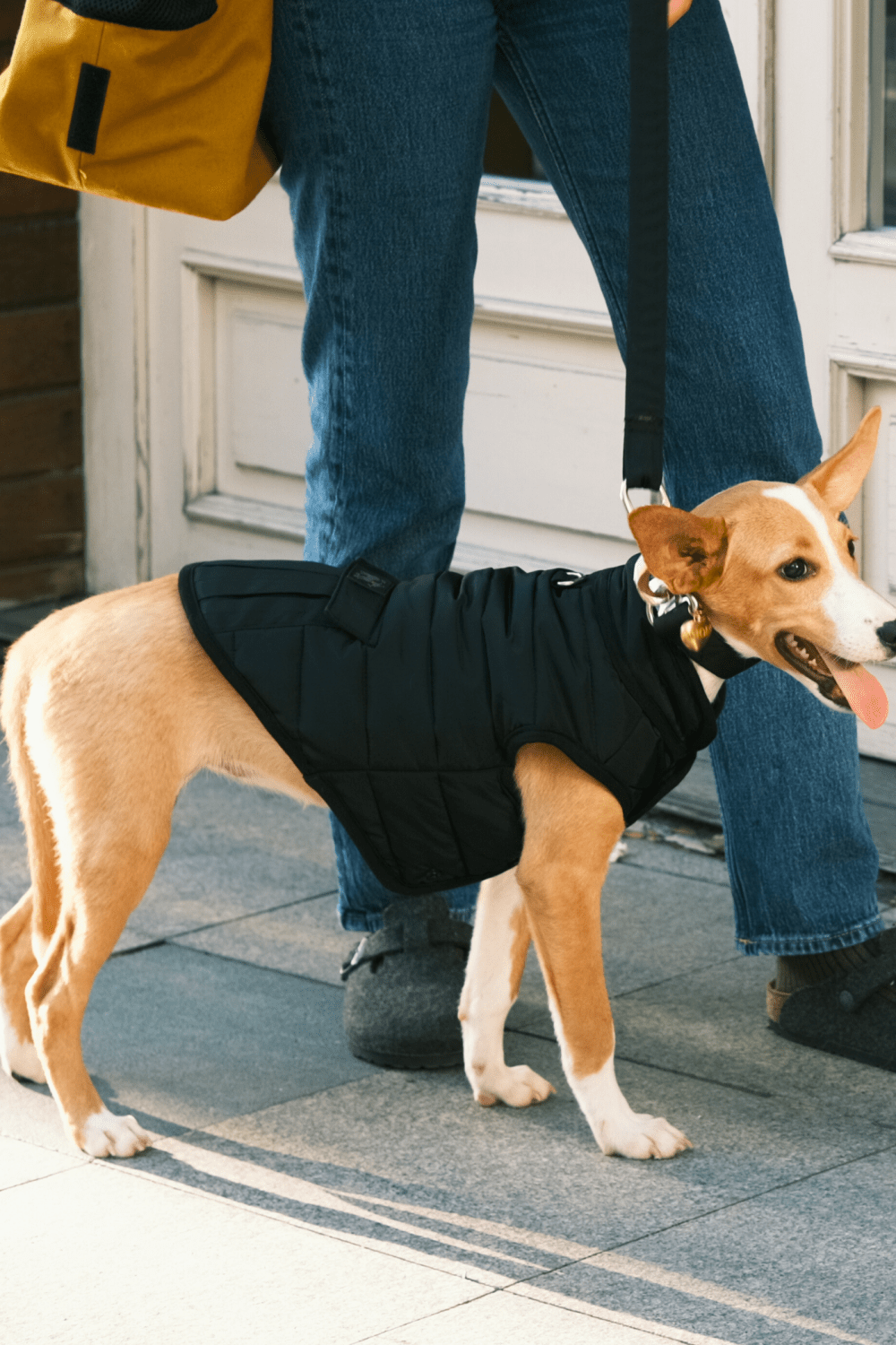 St. Pia-Hive Köpek Montu-Köpek-3-Milagron.com