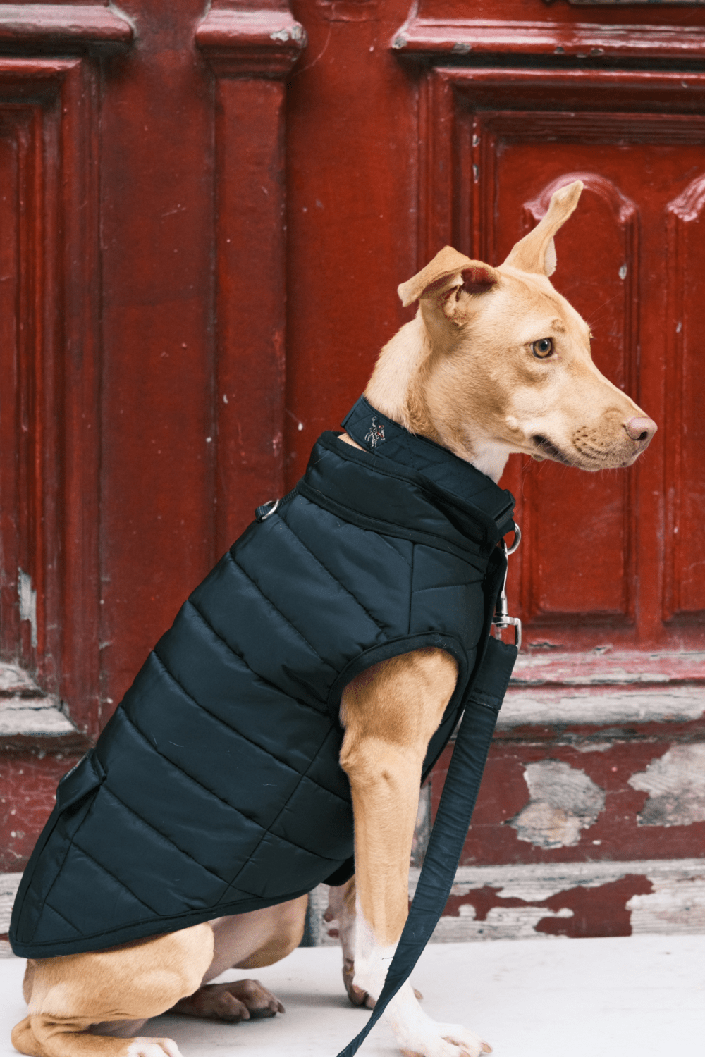 St. Pia-Hive Köpek Montu-Köpek-4-Milagron.com