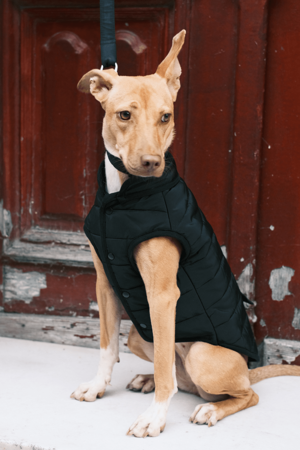 St. Pia-Hive Köpek Montu-Köpek-5-Milagron.com