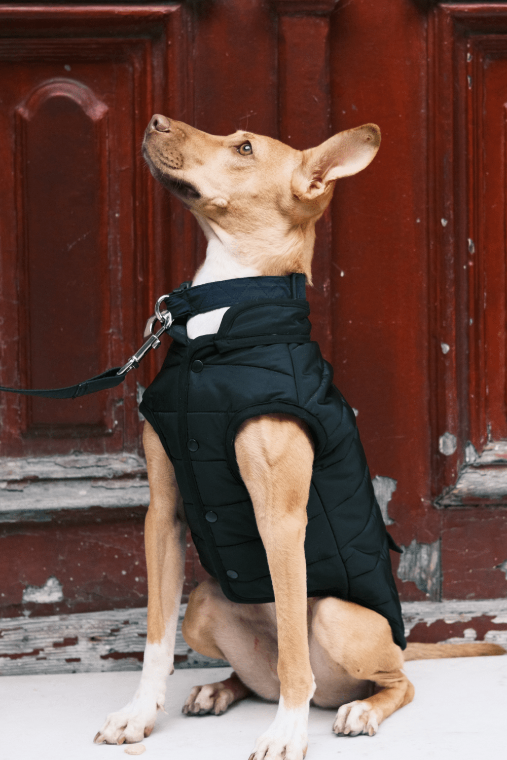 St. Pia-Hive Köpek Montu-Köpek-6-Milagron.com