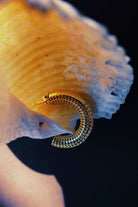 Luki 14 Ayar Mikro Altın Kaplama Gümüş Halka Kadın Küpe - 4